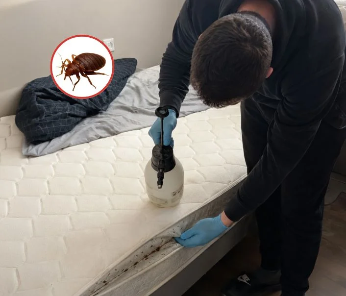 Technicien traitant un matelas contre les punaises de lit à Soisy-sur-Seine